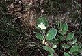 Bacopa rotundifolia