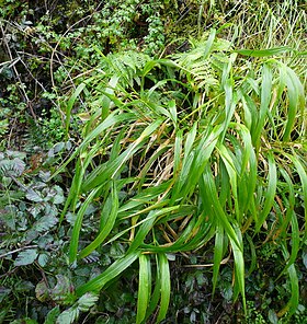 Skov-Stilkaks (Brachypodium sylvaticum) Foto: Pere prlpz