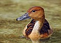 Un ejemplar de suirirí bicolor (Dendrocygna bicolor) en el zoológico-botánico Wilhelma, en Stuttgart, Alemania. Por Branko Kannenberg.