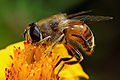 Eristalis tenax es una mosca de las flores (familia Syrphidae) de Europa aunque también ha llegado a Norteamérica donde ahora se encuentra bien establecida. Tiene el tamaño y apariencia de una abeja melífera y así se la llama “drone fly” (mosca zángano). Esta imitación (mimetismo) posiblemente les confiere un grado de protección contra predadores que temen la picadura de las abejas. Por Fir0002.