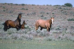 Two horses in a field. The one on the left is a dark brown with black mane and tail. The one on the right is a light red all over.