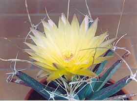 Leuchtenbergia principis