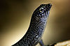 A Noronha skink on Fernando de Noronha island, Brazil