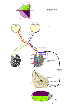 После частичного перекрёста зрительных нервов в хиазме в зрительном тракте, идущем в правые зрительные бугры таламуса, оказываются нервные пучки, несущие информацию о проекции на сетчатку левой половины полей зрения с обоих глаз, в левом тракте — соответственно о правой половине.