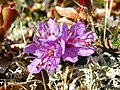 Blomster i Kolvik i Porsanger Foto: Eaglestein