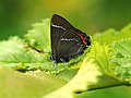 White-letter hairstreak Satyrium w-album, on Lutece, Sweden: The larvae feed only on elm.