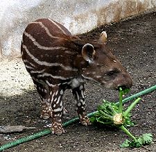 Sach'awaka uña (Tapirus terrestris)