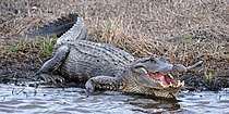 American alligator (Alligator mississippiensis) in Chambers County