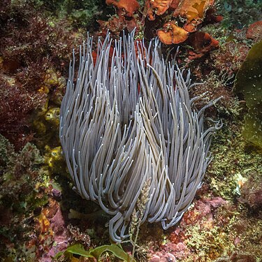 Snakelocks anemone (Anemonia viridis), Arrábida Natural Park, Portugal.