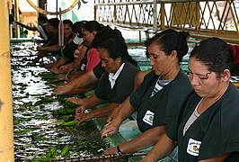 Belizei asszonyok banánt szortíroznak