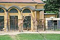 Kameelperde in die Tiergarten Schönbrunn in Wene.