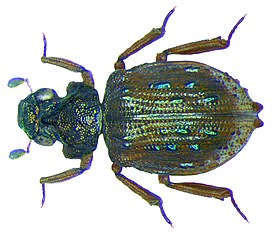 Eumetopus flavidulus