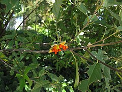 Folhagem e fruto aberto de Kiggelaria africana.