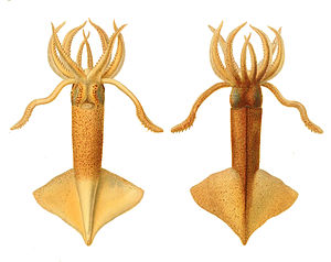 Ventral (left) and dorsal aspects of Onychoteuthis banksii, showing classic sagittate fins