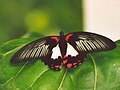 Papilio rumanzovia