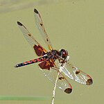 Calico pennant (Celithemis elisa) male, Chambers County