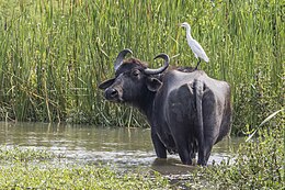 Azijinis buivolas (Bubalus bubalis)