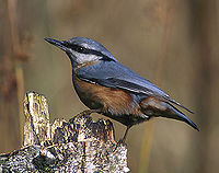 Eurasian Nuthatch