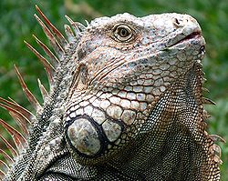 Iguaani (Iguana iguana)