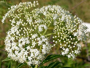 Inflorescence of S. canadensis