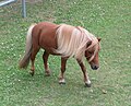 Shetlandpony mit bodenlangem Schweif. Schopf geflochten um die Augen freizuhalten.