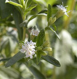 Blommande sötflockel