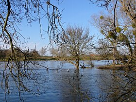 Confluence du Loiret avec la Loire à la pointe de Courpain, Saint-Pryvé-Saint-Mesmin