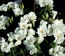 'White Bouquet'.