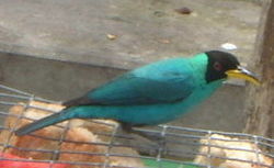 Green honeycreeper