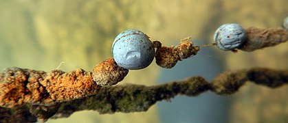 A extrema ecotoxicidade do chumbo inibe a bimineralização numa linha de peca com chumbos.