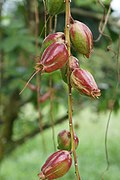 Buah B. racemosa