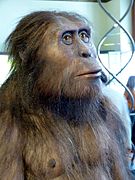 Australopithecus afarensis