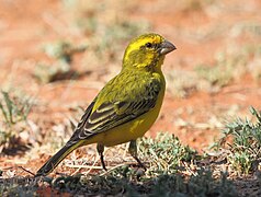 Canário amarelo (Crithagra flaviventris)