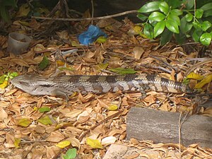 Eastern blue-tongue lizard in Australia