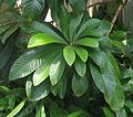 Leaves on tree