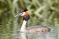 El somormujo lavanco (Podiceps cristatus) es una especie de ave podicipediforme de la familia Podicipedidae. Se encuentra en gran parte de Europa y Asia Central, con colonias dispersas en África. Es invernante en el Sureste Asiático y nidificante en Australia y Nueva Zelanda. Habita lagos y charcas, y en invierno también zonas costeras. Por JJ Harrison.