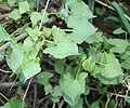 Rumex sagittatus