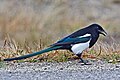 Black-billed magpie