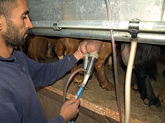 A goat being milked by machine