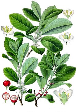 Paraguai iileks (Ilex paraguariensis)