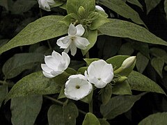 Jasminum sambac