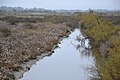 Marais, La Brée-les-Bains (25 décembre 2016)