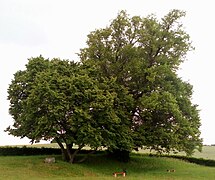 Arbre de la Croix Notre-Dame.