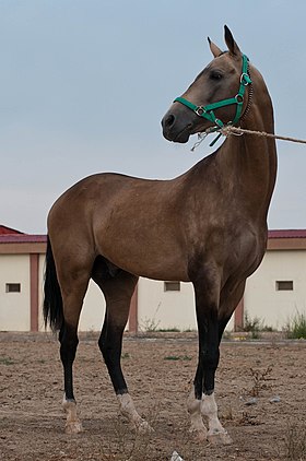 Présentation d'un Akhal-Teké dans un haras du Turkménistan.