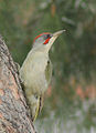 Grünspecht (Picus viridis)