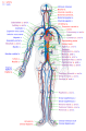 diagram of the human circulatory system. This one is more optional, as it needs more work and can be resubmitted later.