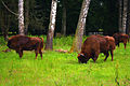 Białowieża-Nationalpark