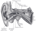 Oreilles externe et moyenne avec la trompe d'Eustache.