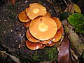 Kuehneromyces mutabilis, humide