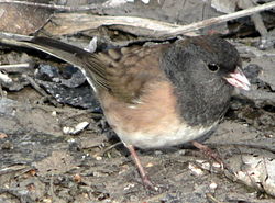 Vintroemberizo, Junco hyemalis oreganus, unu el la Oregonaj Junkuloj.